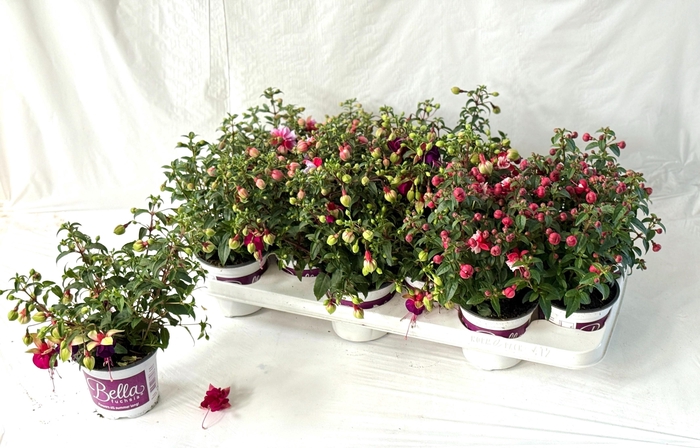 <h4>FUCHSIA B F GEM</h4>