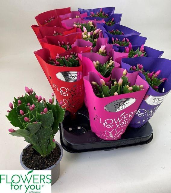 <h4>SCHLUMBERGERA MIX P9</h4>