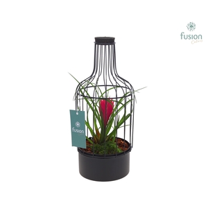 Metalen fles zwart Small met Tillandsia