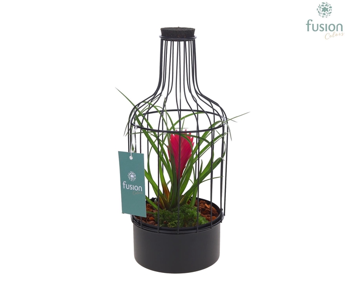 <h4>Metalen fles zwart Small met Tillandsia</h4>