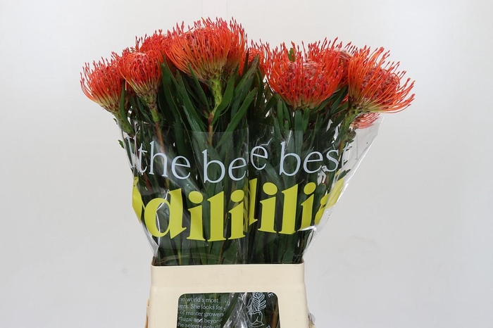 <h4>Nutans Tango</h4>