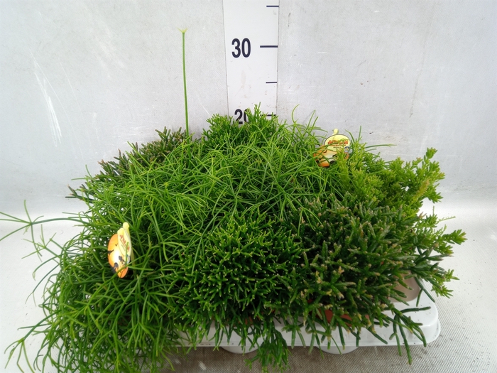 <h4>Rhipsalis   ...mix</h4>