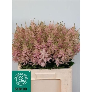 Astilbe Ja Europa