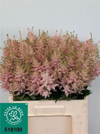 <h4>Astilbe Ja Europa</h4>