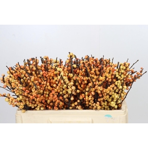 Ilex Cresgold