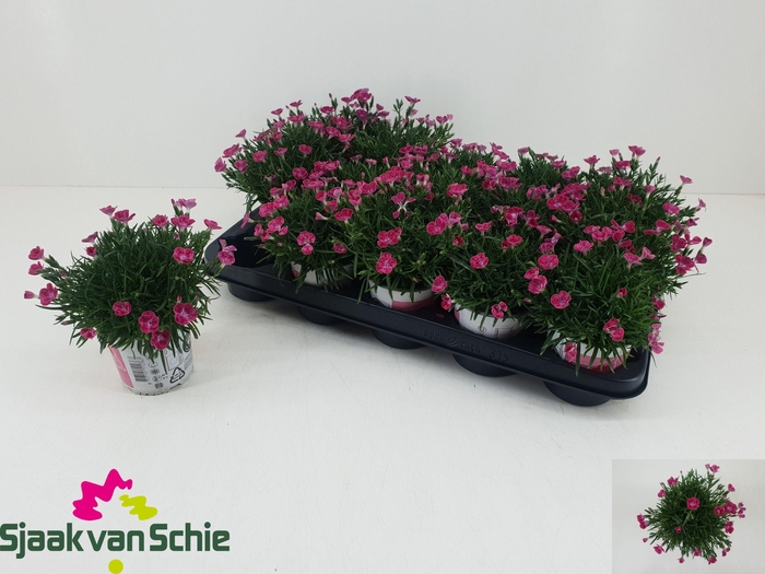 <h4>DIAN OVERIG</h4>