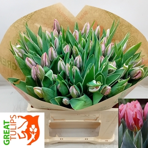 TU EN PRETTY PRINCES