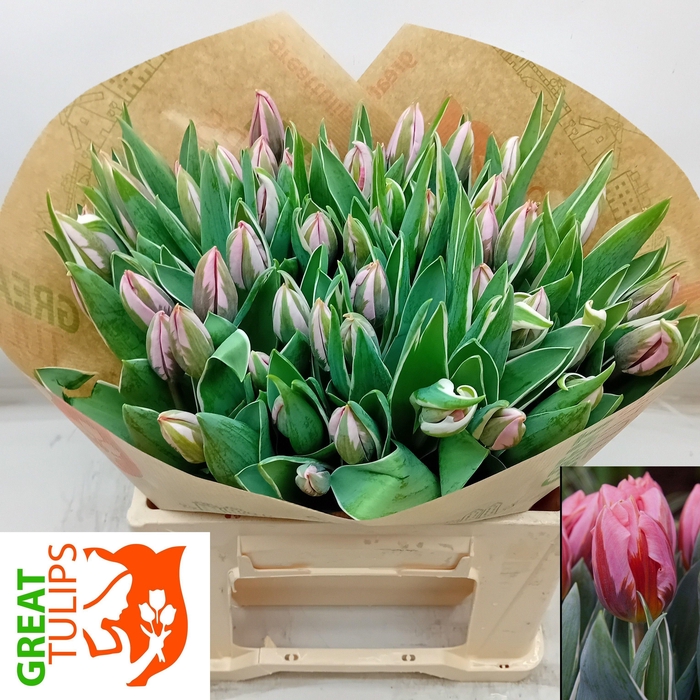 <h4>TU EN PRETTY PRINCES</h4>