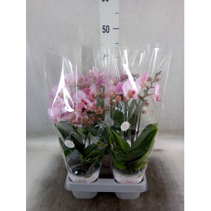 Phalaenopsis multi. 'Ant Antwerp'