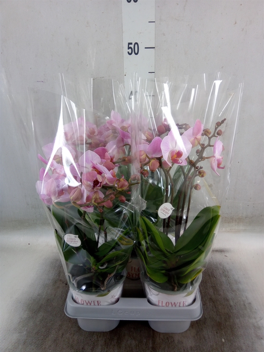 <h4>Phalaenopsis multi. 'Ant Antwerp'</h4>