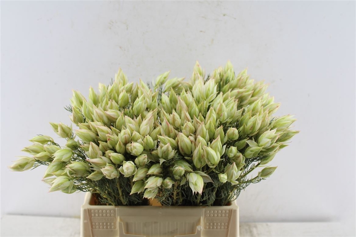 <h4>Blushing Bride White 4-6</h4>