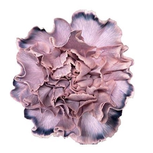 DI ST MOLLY ROSA NERO