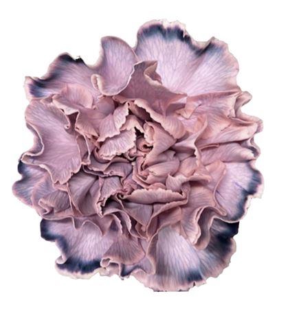 <h4>DI ST MOLLY ROSA NERO</h4>