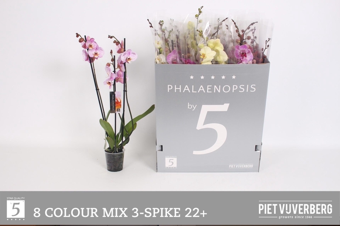 <h4>PHAL GEM 8 KL</h4>