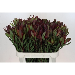 Leucadendron Saf Sunset Dark R.