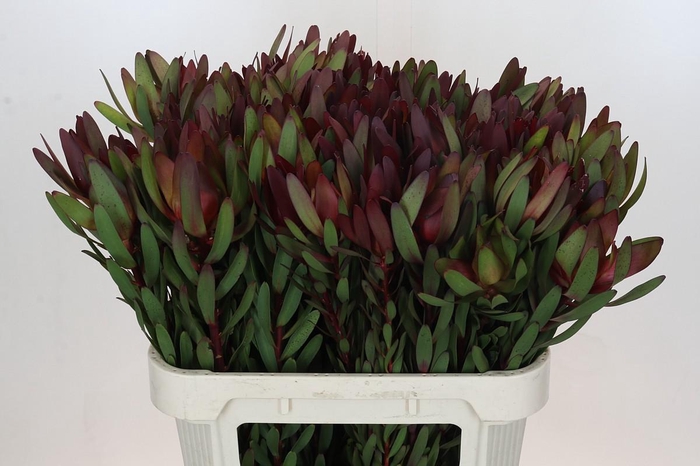 <h4>Leucadendron Saf Sunset Dark R.</h4>