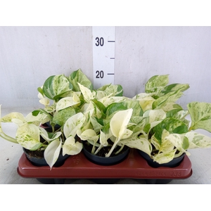 Epipremnum pinn. 'Happy Leaf'