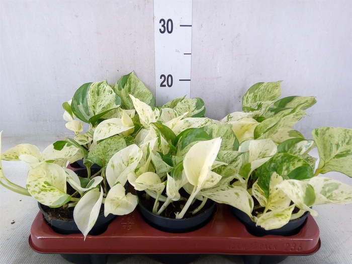 <h4>Epipremnum pinn. 'Happy Leaf'</h4>