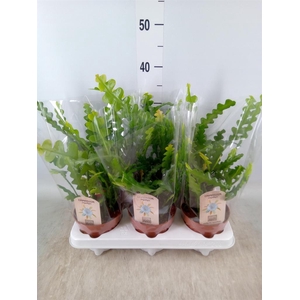 Epiphyllum anguliger