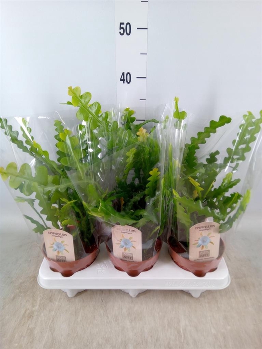 <h4>Epiphyllum anguliger</h4>