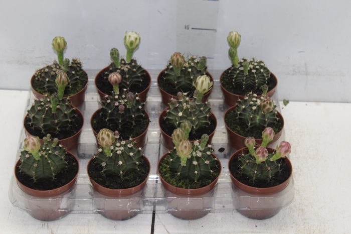<h4>CACTUS GYMNOCALYCIUM MIHANOVICHII P09</h4>