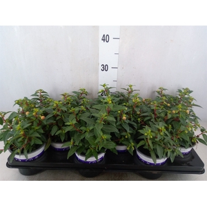 Fuchsia  'Bella Fuchsia Sacha'