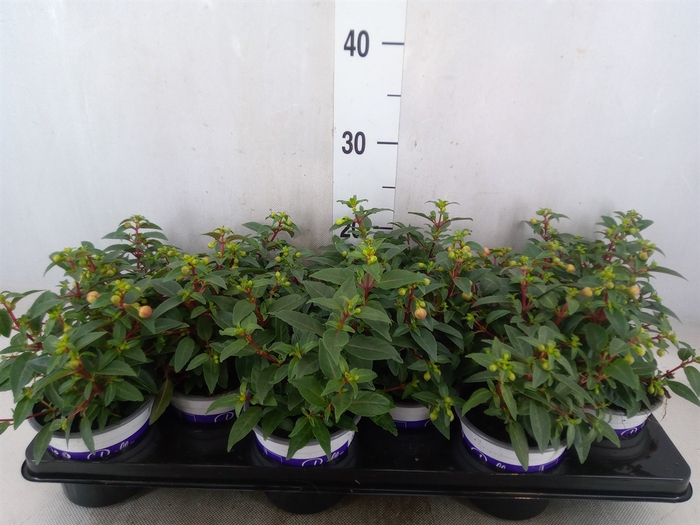 <h4>Fuchsia  'Bella Fuchsia Sacha'</h4>