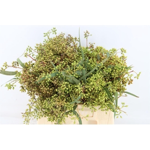 Euca Exotica Berry 35cm P Bunch