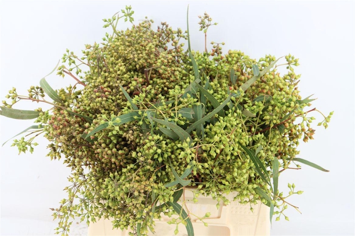 <h4>Euca Exotica Berry 35cm P Bunch</h4>