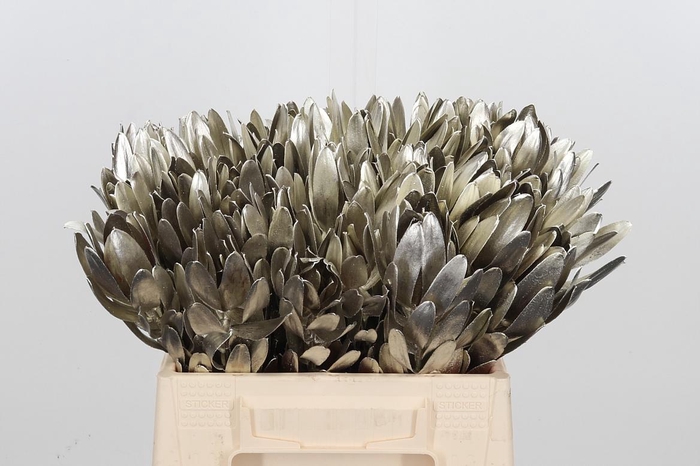 <h4>Leucod Kl Bh Platina</h4>