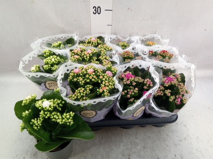 <h4>Kalanchoe blos.   ..rosebud mix  5</h4>