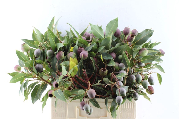 <h4>Euca Bell Fresh Gum</h4>