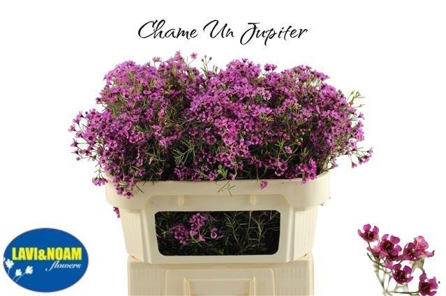 <h4>CHAME UN JUPITER</h4>