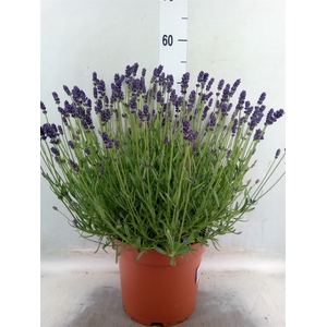Lavandula angus. 'Aromatico Blue'