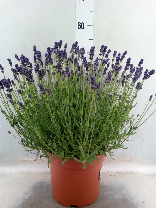 <h4>Lavandula angus. 'Aromatico Blue'</h4>