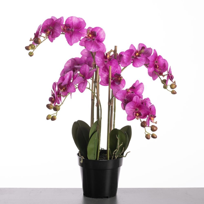 <h4>AF Orchid x5 in pot H66cm Purp</h4>