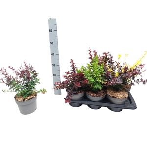 Berberis thunbergii mix