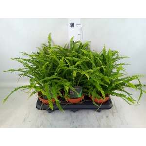 Nephrolepis cord. 'Duffii'