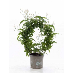 Jasminum Poly. ( 200+ knop) P&PURE Collection