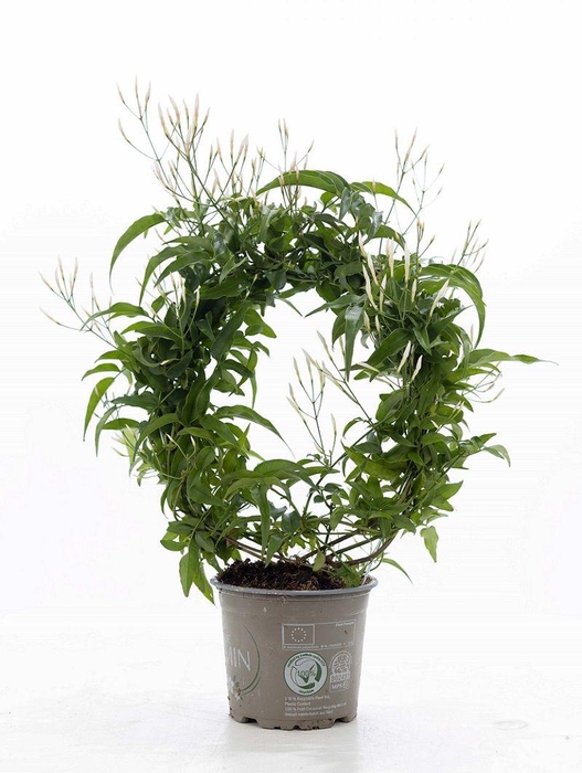 <h4>Jasminum Poly. ( 200+ knop) P&PURE Collection</h4>