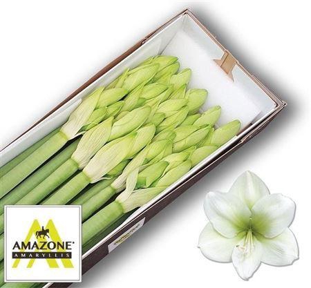 <h4>Hipp Ga Casablanca</h4>