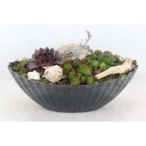 arr4 Semp VL - Kunstst. ribbel kano 250/2