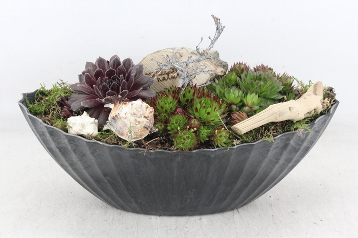 <h4>arr4 Semp VL - Kunstst. ribbel kano 250/2</h4>