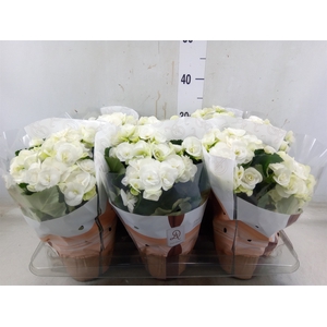 Begonia elat. HL 'Clara'