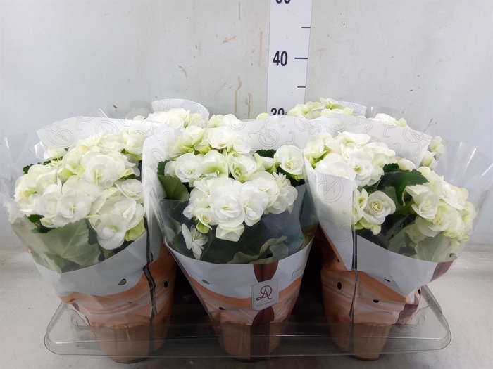 <h4>Begonia elat. HL 'Clara'</h4>