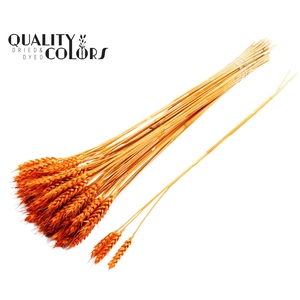 Triticum 3pc/Tuft Orange