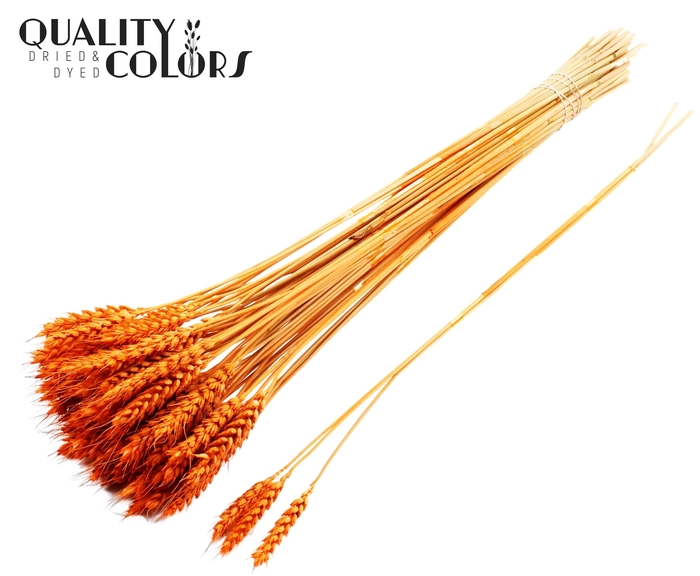 <h4>Triticum 3pc/Tuft Orange</h4>