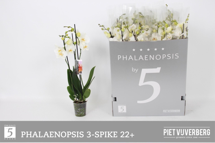 <h4>PHAL OV WIT</h4>