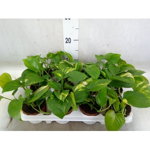 Epipremnum pinn. 'Aureum'
