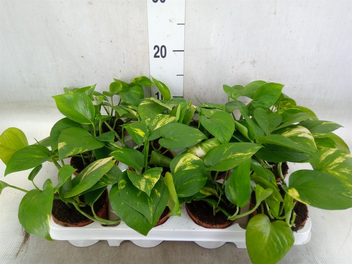 <h4>Epipremnum pinn. 'Aureum'</h4>
